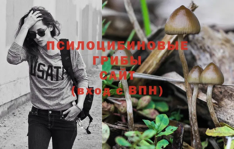 цена   Балтийск  Псилоцибиновые грибы Magic Shrooms 